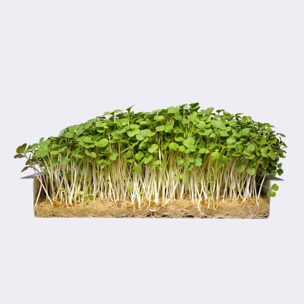 Arugula Microgreens