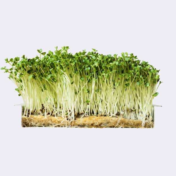 Broccoli Microgreens