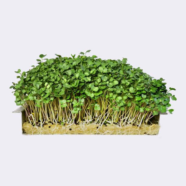 Kale Microgreens