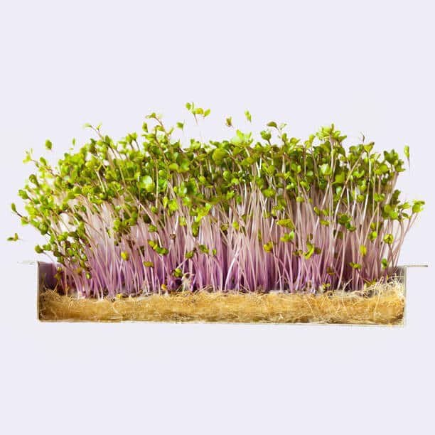 kohlrabi microgreens