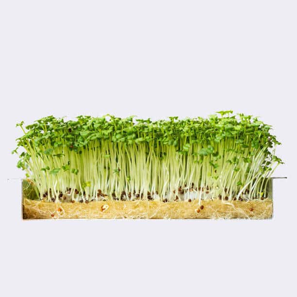 Mustard Microgreens