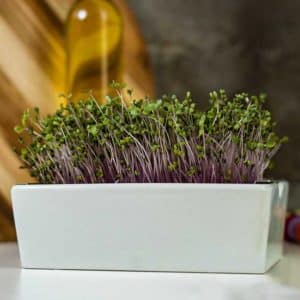 grow kit with kohlrabi microgreens