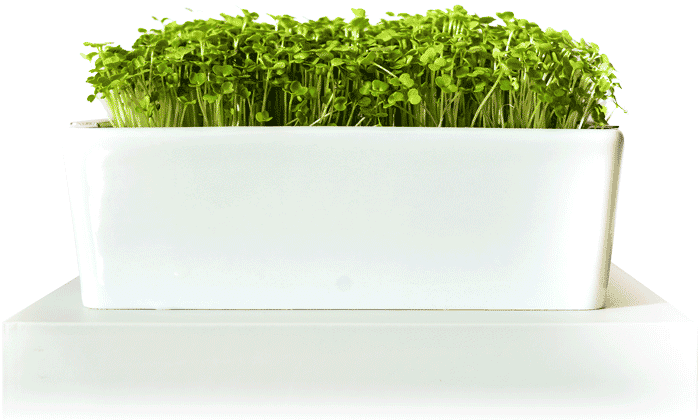 Arugula Microgreens fully grown with Our Tiny Gardens grow kit