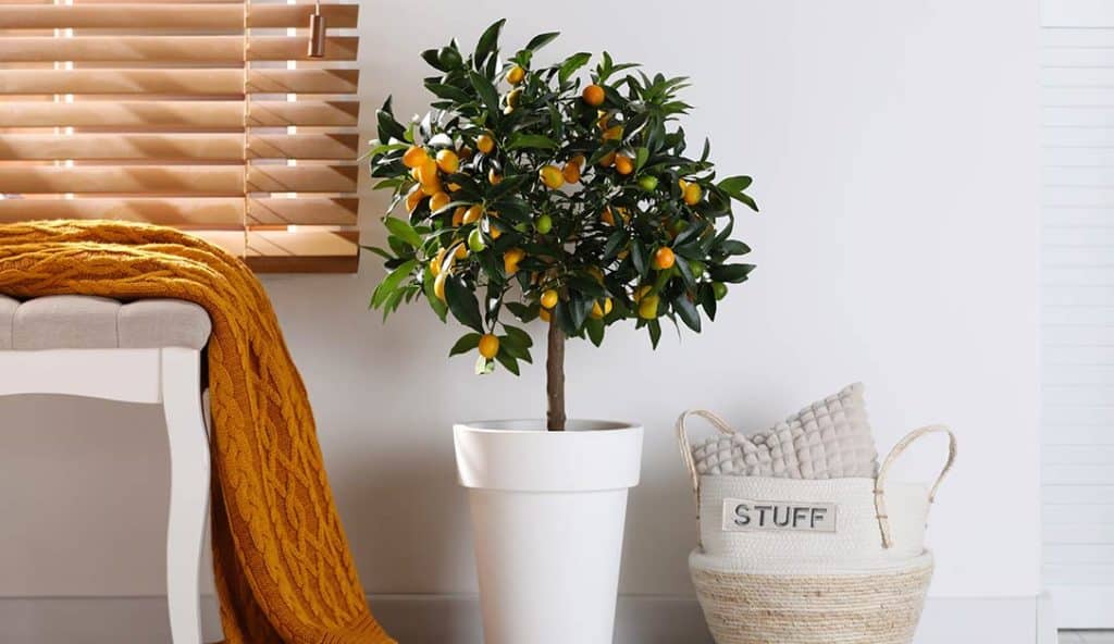 A edible dwarf fruit tree growing indoors