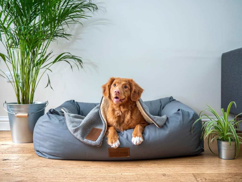 A healthy dog sitting on cushion after eating microgreens