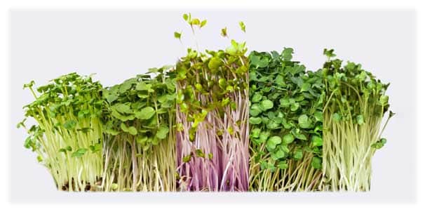 Five different kinds of microgreens